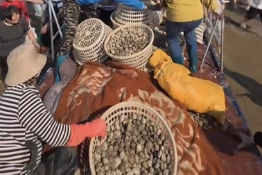 Địa phương hút khách dịp lễ 1/5: Rải 1,5 tấn ngao ra biển để nhặt thoải mái