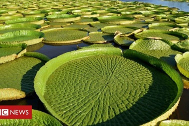 Tưởng chừng tuyệt chủng, hoa súng "khổng lồ" bất ngờ xuất hiện trở lại