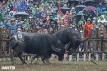 Xẻ thịt trâu vô địch, bán giá 7 triệu đồng/kg tại lễ hội chọi trâu Hải Lựu