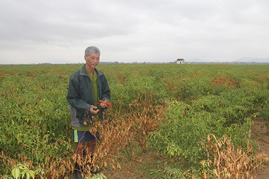 Trắng tay vì công ty Trung Quốc