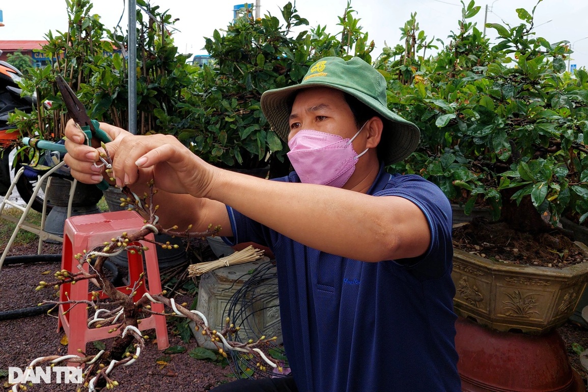 Thủ phủ mai vàng lớn nhất miền Trung, thấp thỏm vì nỗi lo Covid-19 - 5 Thủ phủ mai vàng lớn nhất miền Trung, thấp thỏm vì nỗi lo Covid-19 - 5