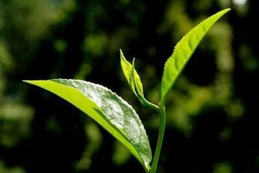 8 mẩu suy nghĩ về giới trẻ và “Élite” (*) trẻ