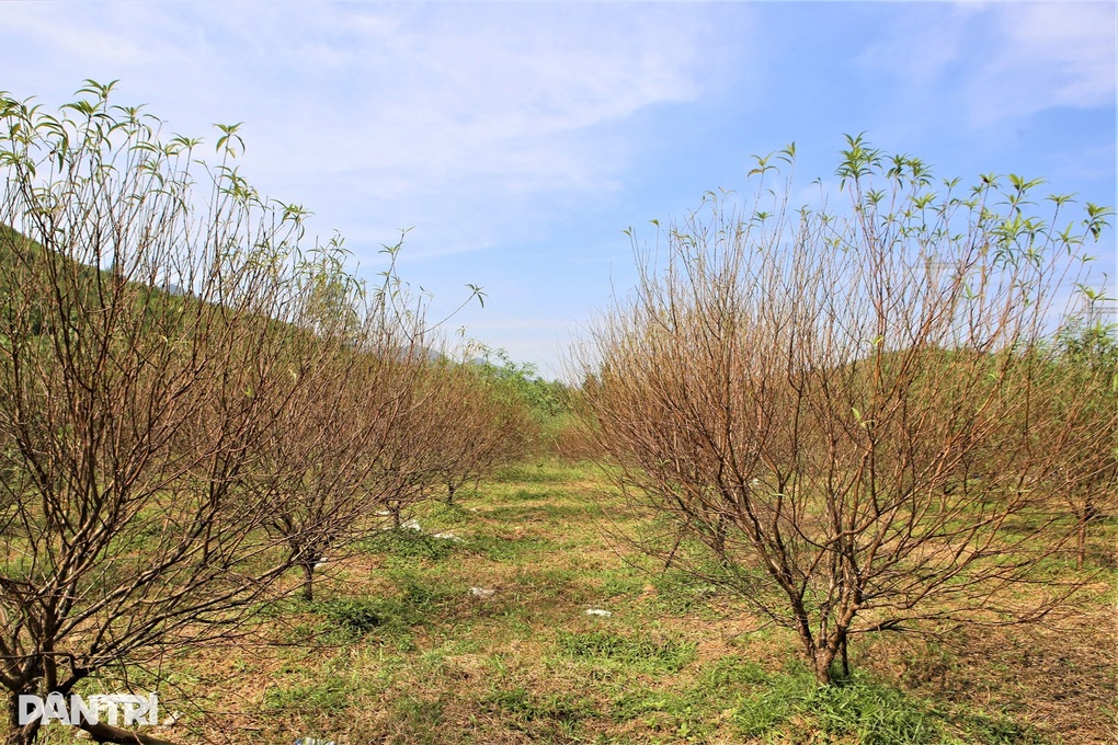 Thủ phủ đào phai chết khô sau mưa bão, người dân lo mất Tết - 2