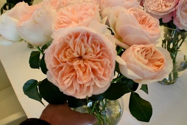 Vẻ đẹp của hồng Juliet