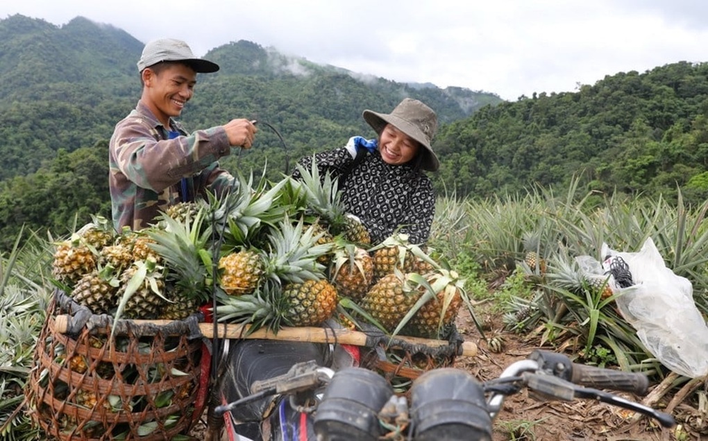 Thoát nghèo từ cây dứa - 1 Thoát nghèo từ cây dứa - 1