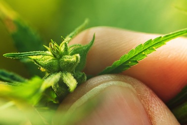 Đã xác định được nguồn gốc của cây cần sa?