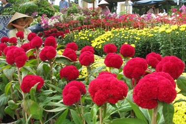 Muôn sắc hoa xuân trên bến Ninh Kiều