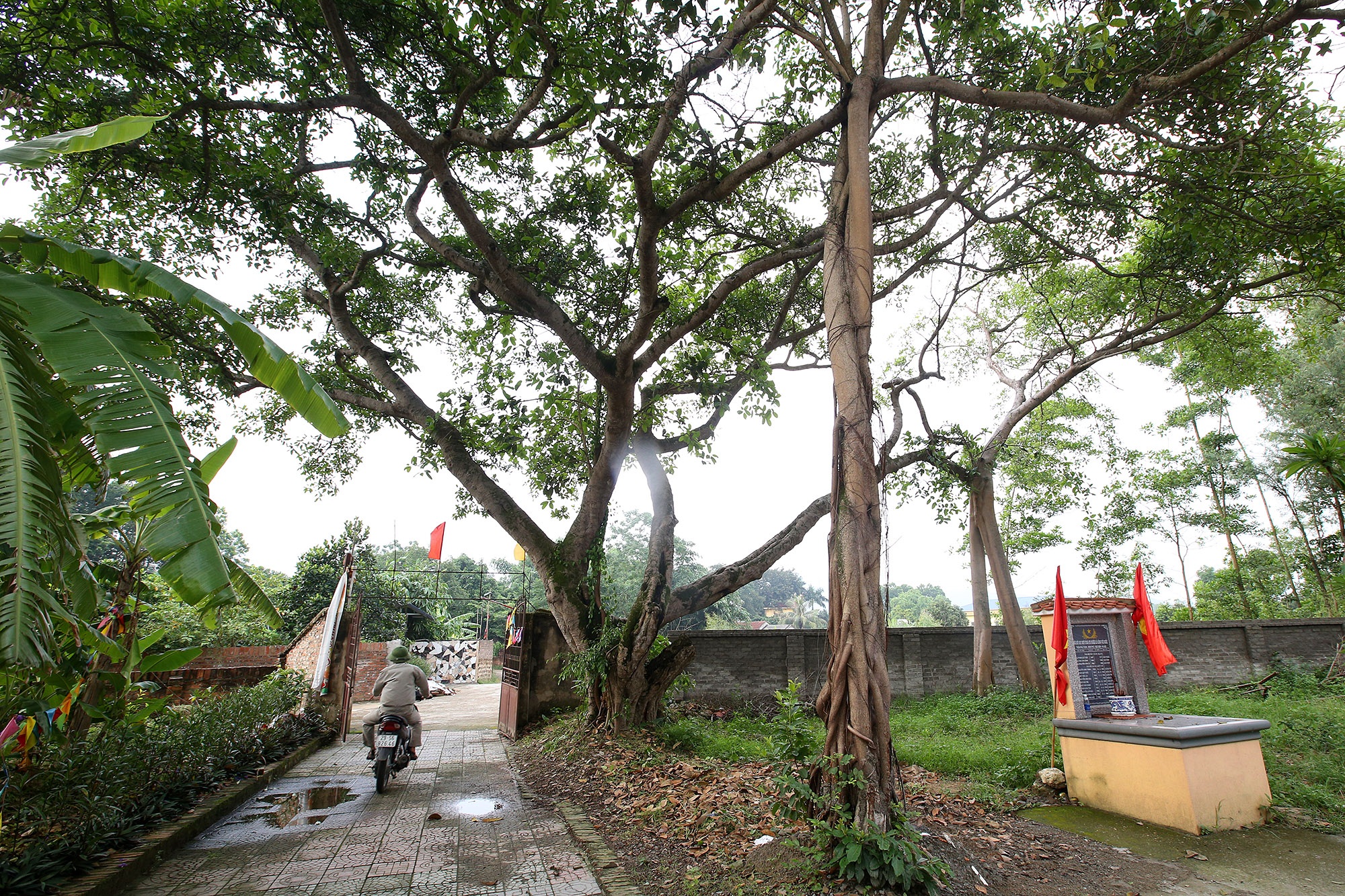 Ngắm 9 siêu cây đại cổ trường sinh tại ngoại thành Hà Nội - 14 Ngắm 9 siêu cây đại cổ trường sinh tại ngoại thành Hà Nội - 14