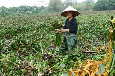 Người phụ nữ cặm cụi dưới ao bèo chiều cuối năm