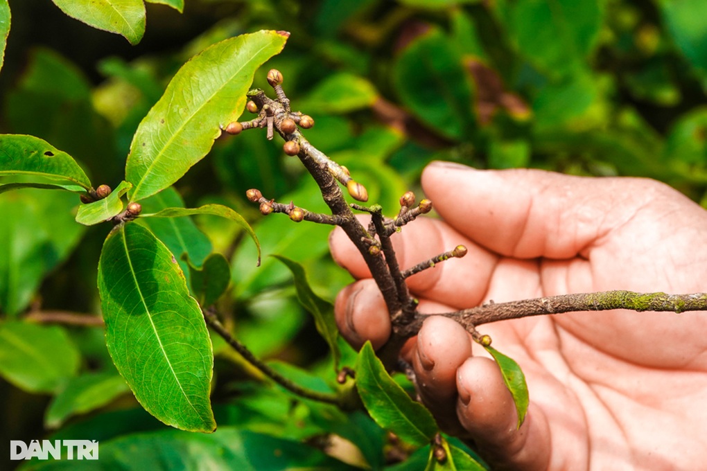 Làng mai lớn nhất miền Tây trầm lắng lạ thường những ngày giáp Tết - 3 Làng mai lớn nhất miền Tây trầm lắng lạ thường những ngày giáp Tết - 3