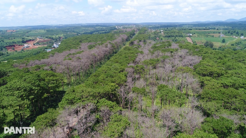 Chủ tịch xã bị đình chỉ công tác vì để lâm tặc lộng hành - 1 Chủ tịch xã bị đình chỉ công tác vì để lâm tặc lộng hành - 1