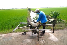 Trồng lúa kiểu mới cho thu nhập cao, nông dân ở nhà trông cháu vẫn có tiền