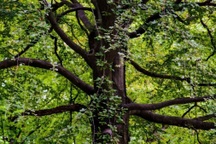 Loài cây tự thay đổi giới tính mỗi mùa suốt hơn 40 triệu năm