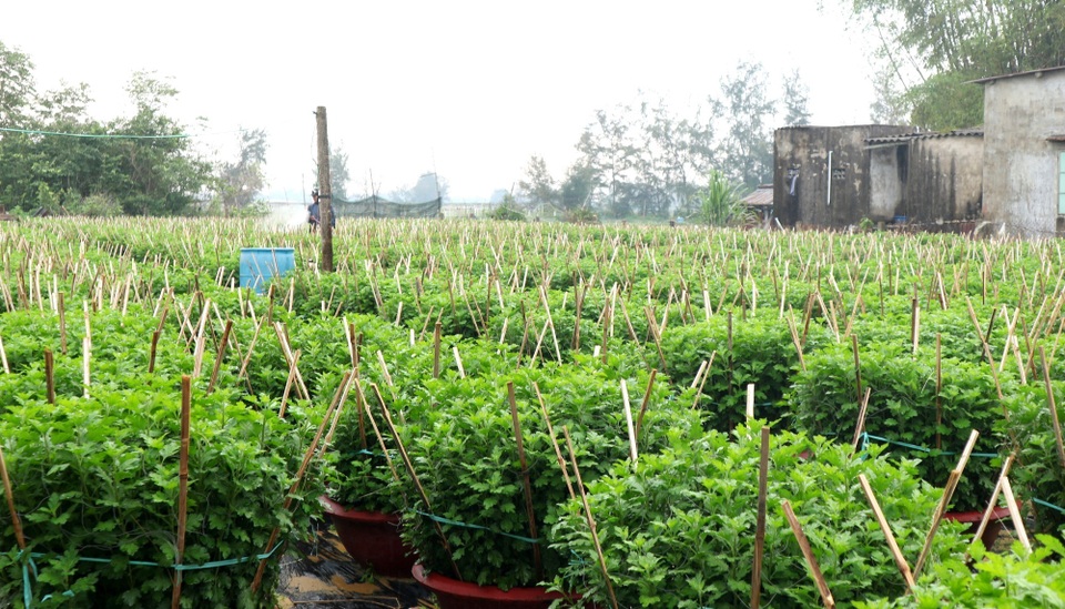 Các làng hoa thấp thỏm chờ Tết Canh Tý 2020 - 6 Các làng hoa thấp thỏm chờ Tết Canh Tý 2020 - 6