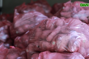 Người Sài Gòn giải cứu hàng ngàn tấn khoai lang cho nông dân miền Tây