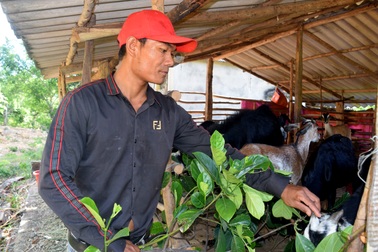 Chàng trai dân tộc thoát nghèo nhờ vay vốn nuôi trâu, dê kết hợp trồng rừng