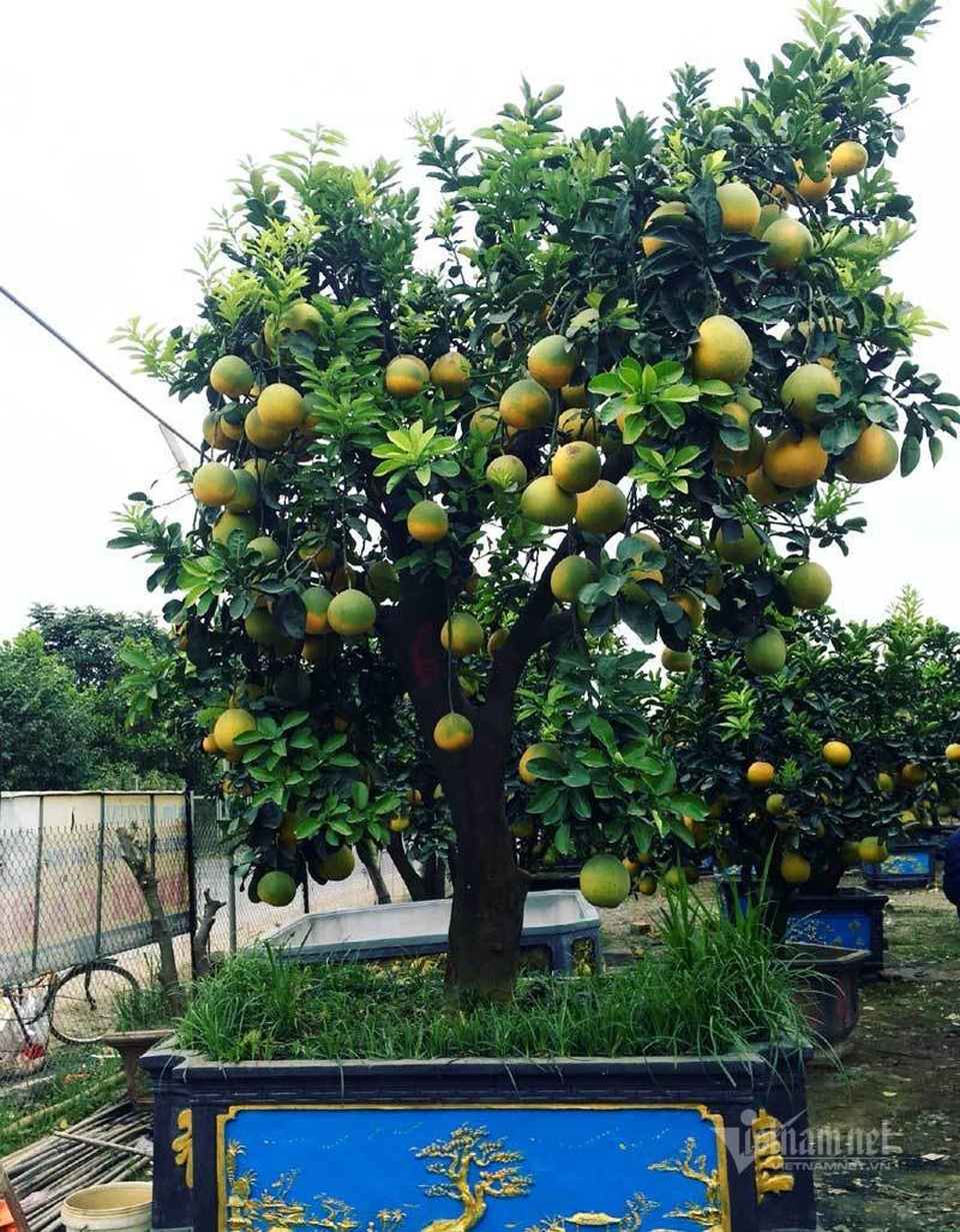Chăm cây bưởi cổ ra 200 quả, chờ Tết bán bỏ túi 70 triệu đồng - 4 Chăm cây bưởi cổ ra 200 quả, chờ Tết bán bỏ túi 70 triệu đồng - 4