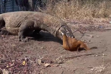 Rồng Komodo truy kích dê non, "lạnh lùng"nuốt chửng trong giây lát