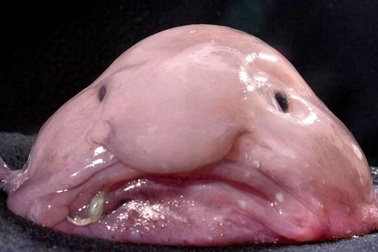 Sự thực về hình dạng của loài cá xấu nhất hành tinh