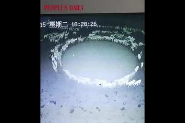 Bí ẩn hàng trăm con cừu di chuyển vòng tròn liên tục 12 ngày đêm