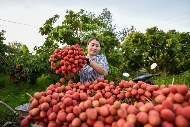 Người dân “thủ phủ vải thiều” Lục Ngạn chong đèn thu hoạch vải - 23 Người dân “thủ phủ vải thiều” Lục Ngạn chong đèn thu hoạch vải - 23