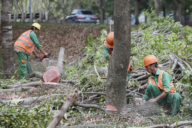 Đau đáu khi hạ cây xanh ở TPHCM để xây dựng hạ tầng