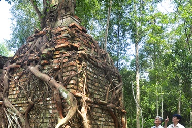 Kỳ bí cây bồ đề khoảng 200 tuổi mọc trên đỉnh tháp