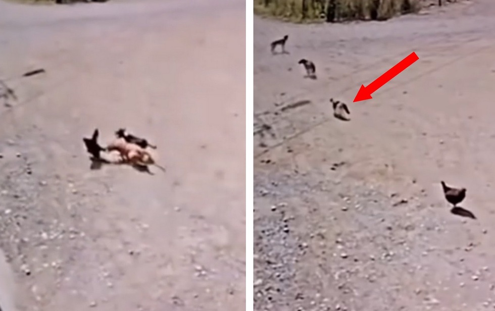 Thế giới động vật: Video "mèo giải cứu gà" thu hút sự quan tâm trong tuần