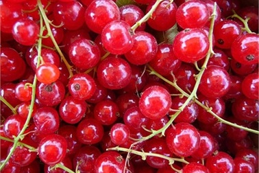 Phát cuồng thanh mai, nho ngọc: Em sang chảnh hớ nặng