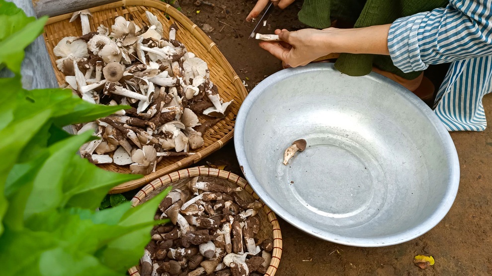 Thu hoạch nấm mối và nấu những món thật ngon cùng cô gái Bến Tre - 8 Thu hoạch nấm mối và nấu những món thật ngon cùng cô gái Bến Tre - 8