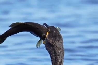 Kinh ngạc trước hình ảnh chim cốc dễ dàng nuốt trọn con mồi cỡ lớn