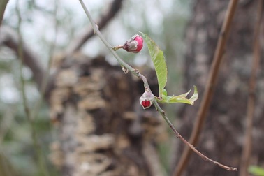 Đào cổ thụ xuống phố: Giá "chát" 100 triệu đồng/gốc, chỉ cho thuê không bán