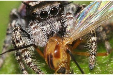 Phát hiện gây sốc: Loài nhện ăn nhiều hơn con người và cá voi