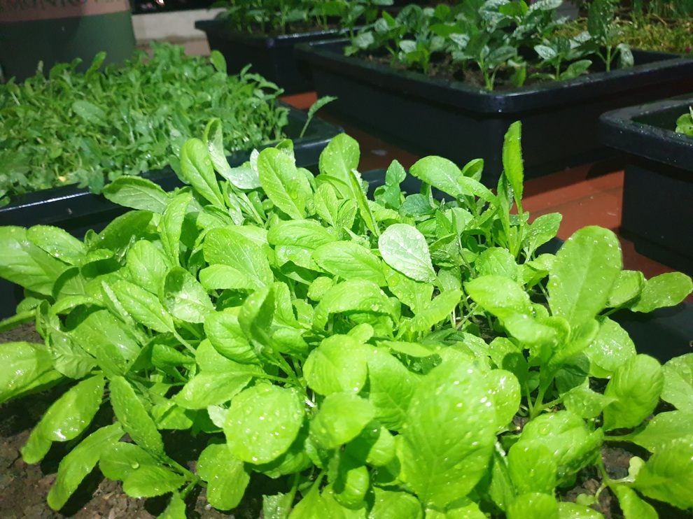 Cô gái Phú Thọ rèn tính kiên nhẫn nhờ làm vườn, trồng rau trên sân thượng - 4 Cô gái Phú Thọ rèn tính kiên nhẫn nhờ làm vườn, trồng rau trên sân thượng - 4