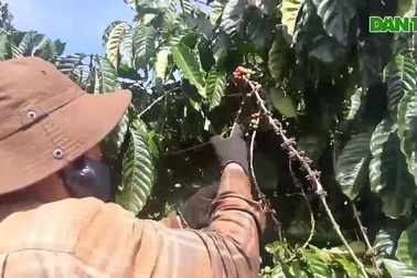 Nhọc nhờ đời phu cà phê trên Cao Nguyên