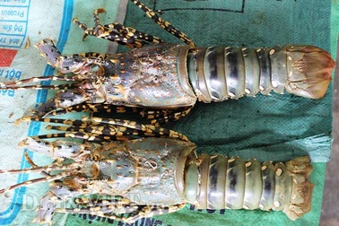 Vỏ tôm hùm bỗng đắt khách: Mua giá 2.000 đồng, bán ra gấp 50 lần