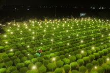 Rực sáng làng hoa cúc Tết