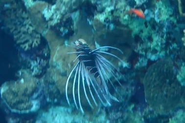 Cá sư tử - Loài xâm lấn đe dọa hệ sinh thái biển