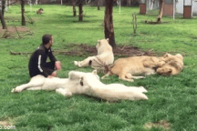 Hổ quật ngã báo hoa mai, cứu mạng người quản thú