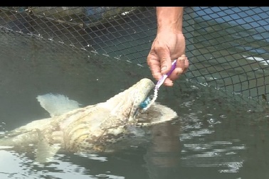 Chuyện lạ Việt Nam: Cá thích đánh răng, ếch không đầu vẫn sống