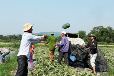 Dưa hấu được mùa được giá giữa lúc dịch Covid-19