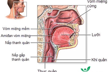 TPCN Pharysol – Bảo vệ họng cho cả gia đình