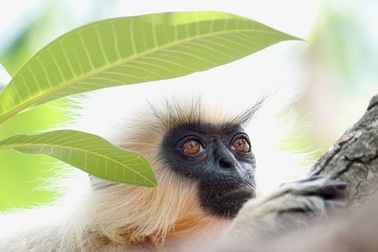 Những khoảnh khắc tuyệt đẹp về thế giới hoang dã