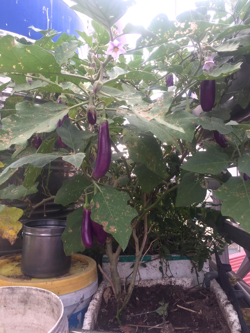 Cặp vợ chồng Hà Nội vác đất lên sân thượng, làm vườn rau xanh sum suê - 6 Cặp vợ chồng Hà Nội vác đất lên sân thượng, làm vườn rau xanh sum suê - 6