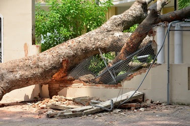 Cây cổ thụ đè sập tường rào Tổng Lãnh sự quán Nga