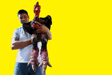 Thân gà chân... khủng long