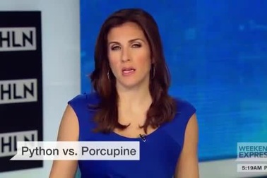 Trăn tham ăn có nhím gai nhọn