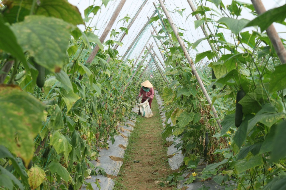 Người trồng rau đứng ngồi không yên vì mưa rét kéo dài - 8 Người trồng rau đứng ngồi không yên vì mưa rét kéo dài - 8