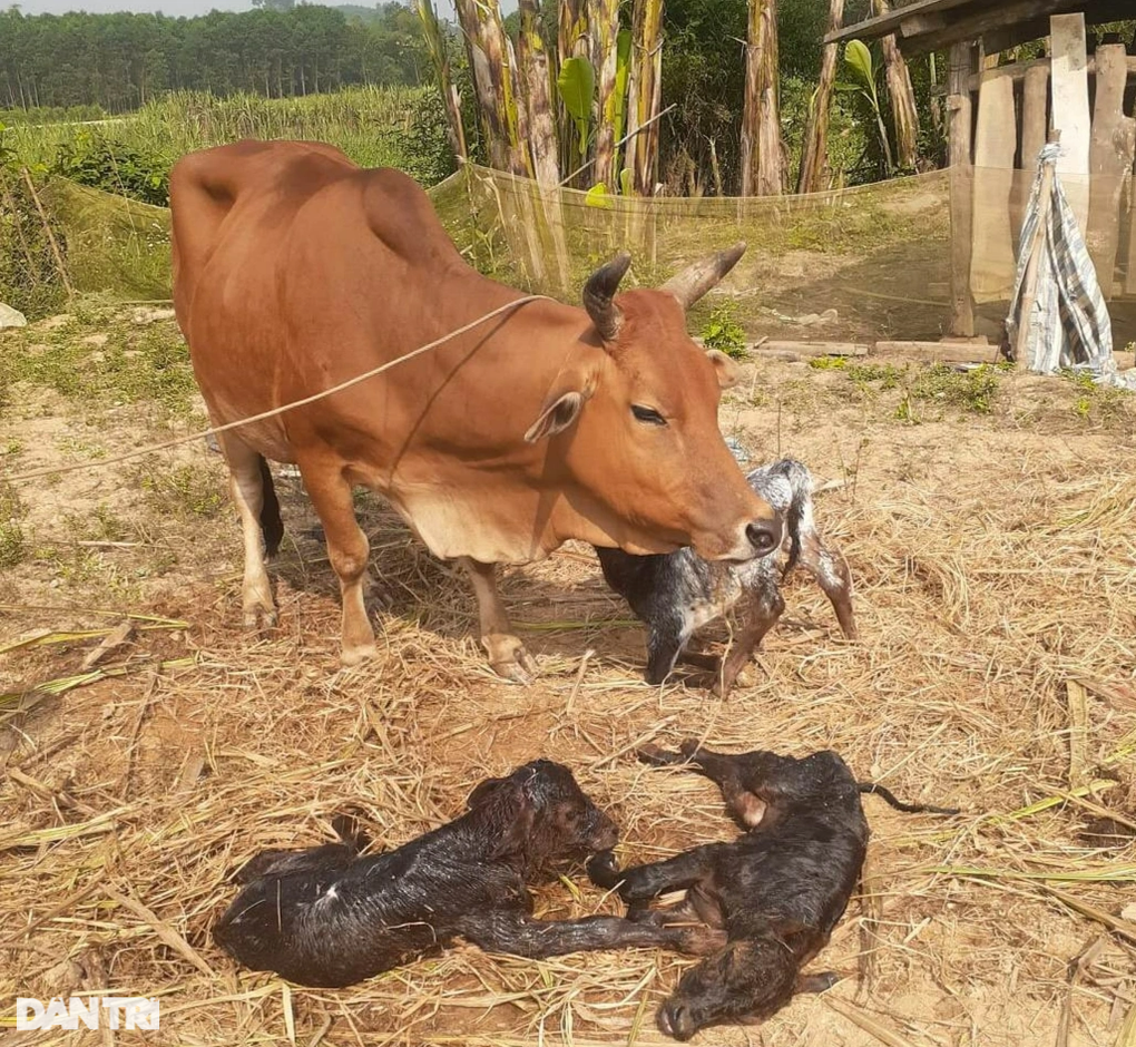 Bò sinh một lúc 3 con bê - 1 Bò sinh một lúc 3 con bê - 1