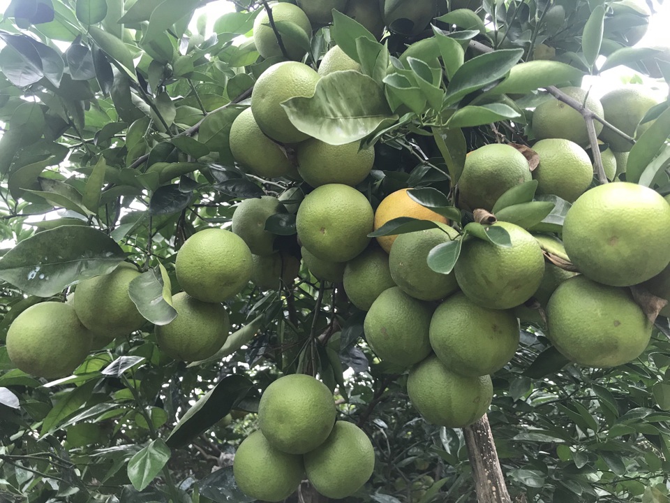 Nuốt nước mắt nhìn cam đặc sản nức tiếng rụng dần - 3 Nuốt nước mắt nhìn cam đặc sản nức tiếng rụng dần - 3